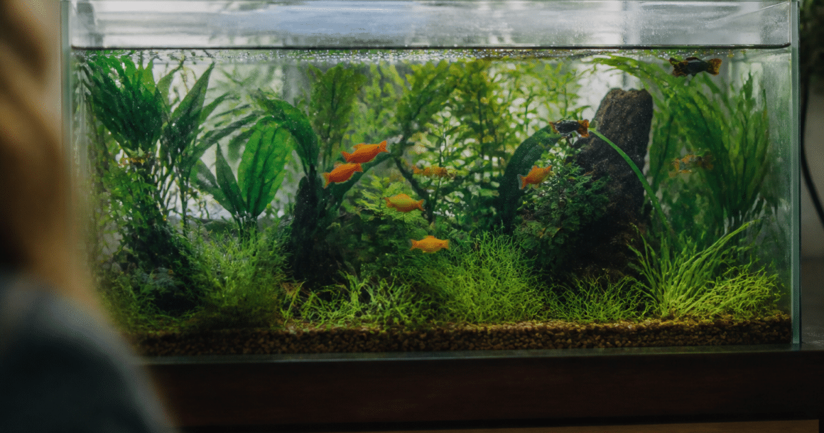 Aquarium transparent rempli de plantes vertes et poissons colorés