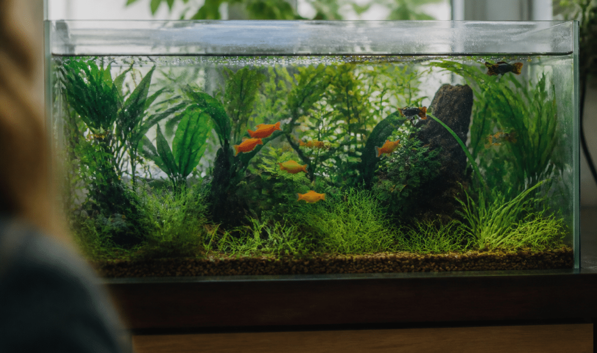 Aquarium transparent rempli de plantes vertes et poissons colorés