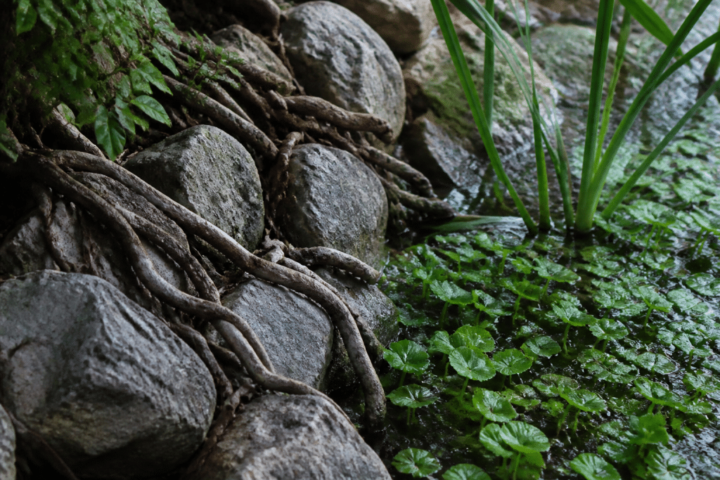 Pierres grises, racines entrelacees et plantes aquatiques vertes