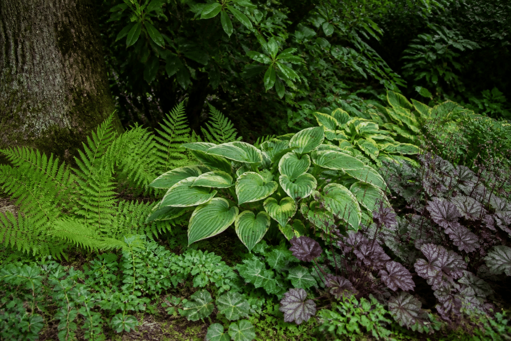 Hostas fougères heuchères croissant sous ombre dense jardin